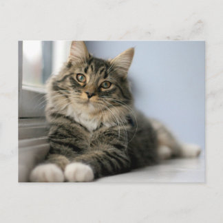 Postal Gato atigrado junto a una ventana