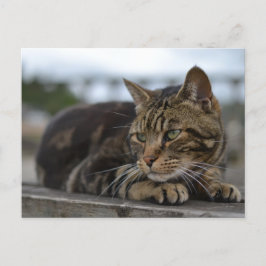 Postal Gato atigrado listo para la acción en Devon