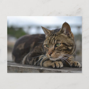 Postal Gato atigrado listo para la acción en Devon