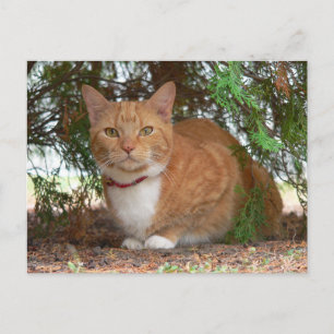 Postal Gato Atigrado Naranja Doméstico con Jengibre