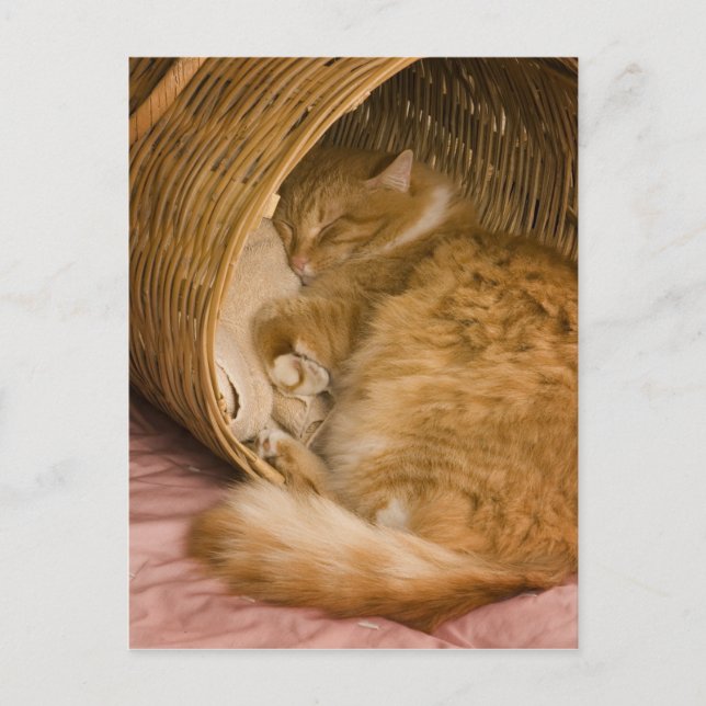 Postal Gato atigrado naranja durmiendo en cesto (Anverso)