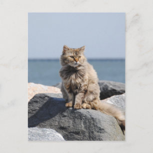 Postal Gato azotado por el viento junto al mar Foto linda