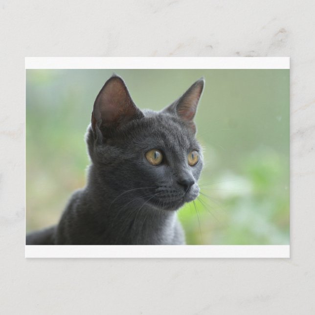 Postal Gato azul ruso (Anverso)