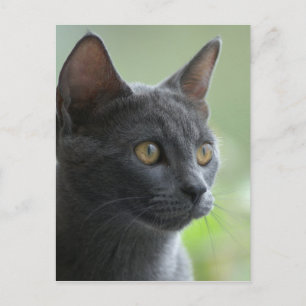 Postal Gato azul ruso