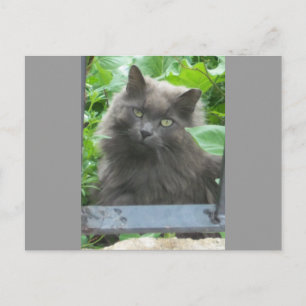 Postal Gato azul ruso gris y largo