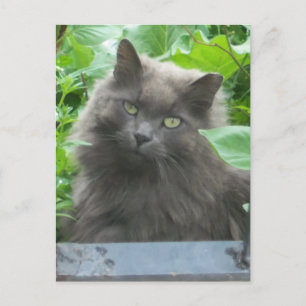 Postal Gato azul ruso gris y largo
