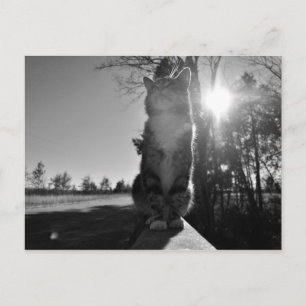 Postal Gato Basílico