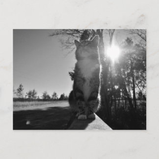 Postal Gato Basílico