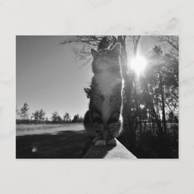 Postal Gato Basílico (Anverso)