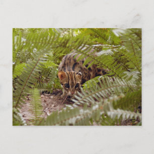 Postal Gato Bengal 003