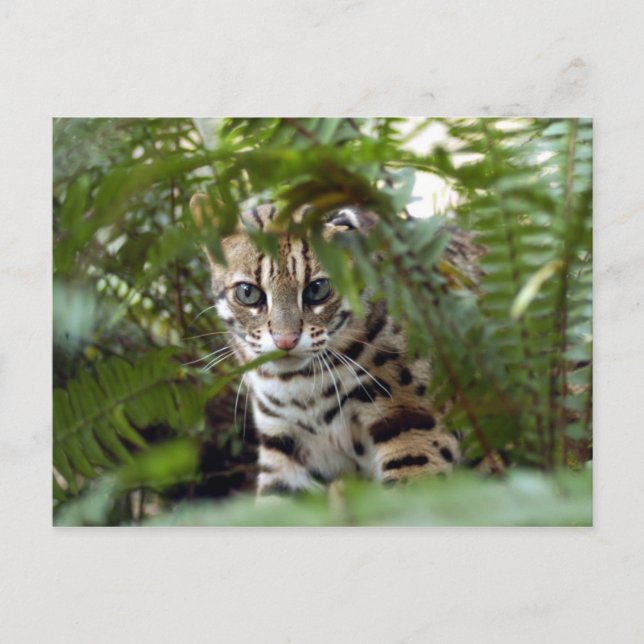 Postal Gato Bengal 022 (Anverso)