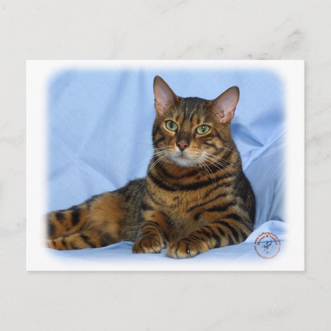 Postal Gato Bengal 9W052D-018 (Anverso)