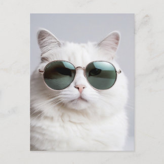 Postal Gato blanco con gafas de sol, felino fresco, masco