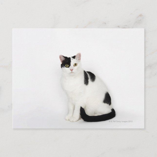 Postal Gato blanco con manchas negras (Anverso)