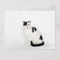 Gato blanco con manchas negras
