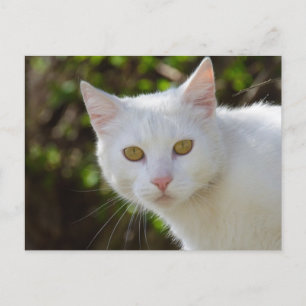 Postal Gato blanco con ojos amarillos