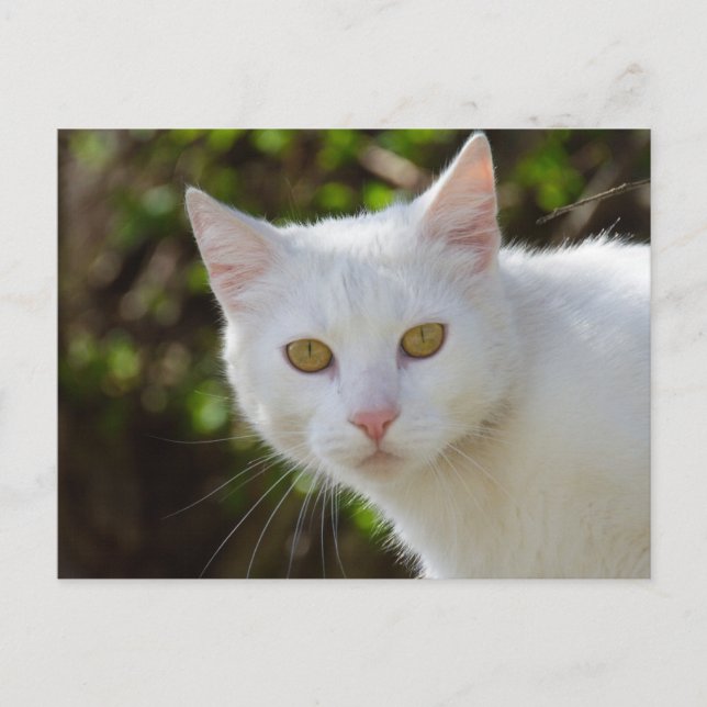Postal Gato blanco con ojos amarillos (Anverso)