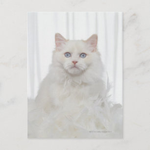 Postal Gato blanco con plumas