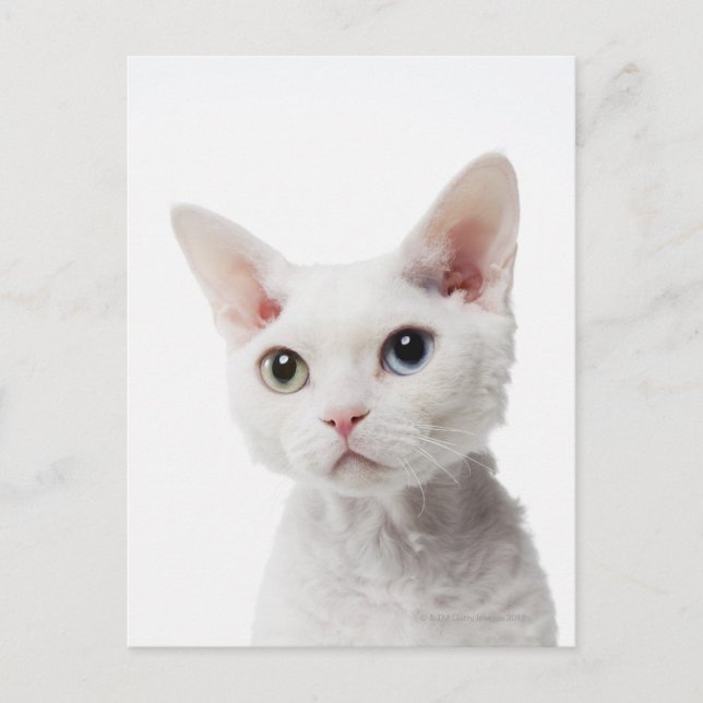Postal Gato blanco de ojos raros 2 (Anverso)