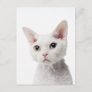 Postal Gato blanco de ojos raros 2