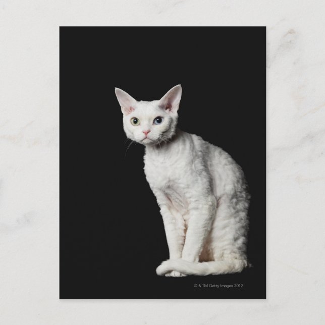 Postal Gato blanco de ojos raros 3 (Anverso)