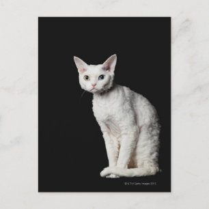 Postal Gato blanco de ojos raros 3