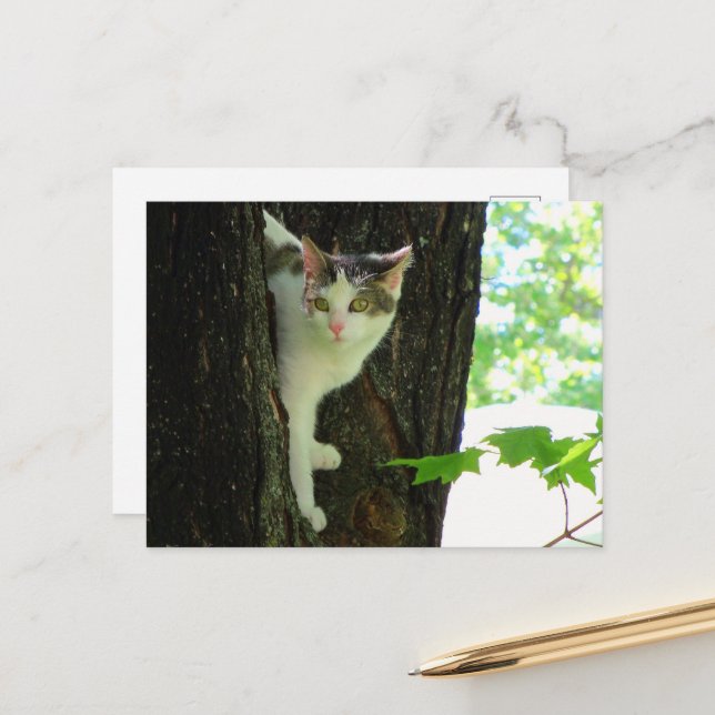 Postal Gato blanco en árbol (Anverso/Reverso In Situ)