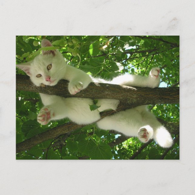 Postal Gato blanco en el árbol (Anverso)