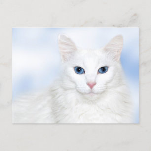 Postal Gato blanco real