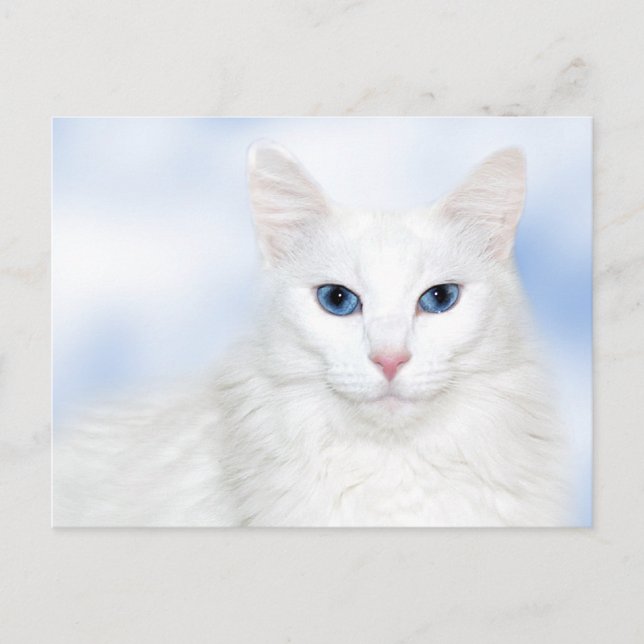 Postal Gato blanco real (Anverso)