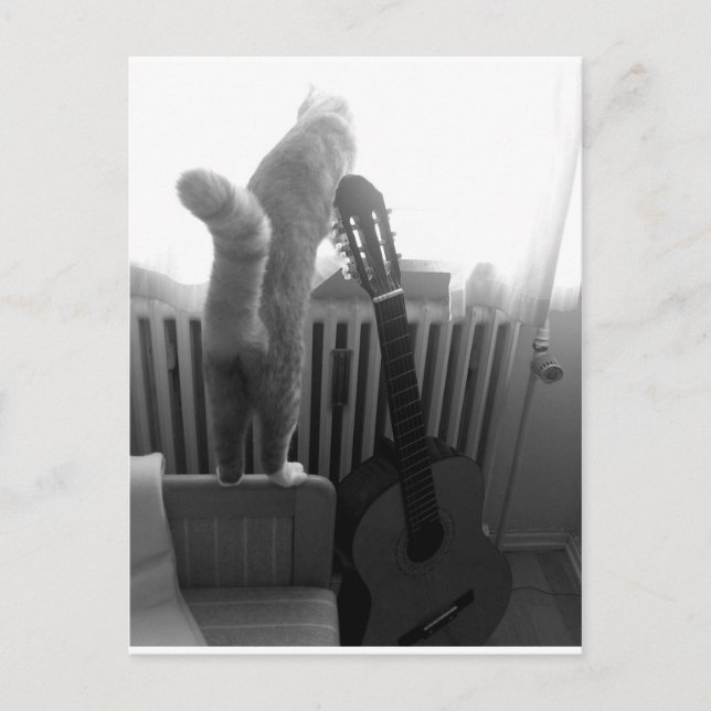 Postal Gato. Blanco y negro (Anverso)