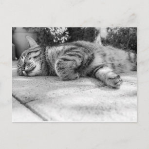 Postal Gato blanco y negro durmiente