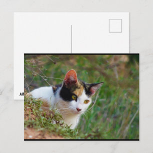 Postal Gato calico al acecho