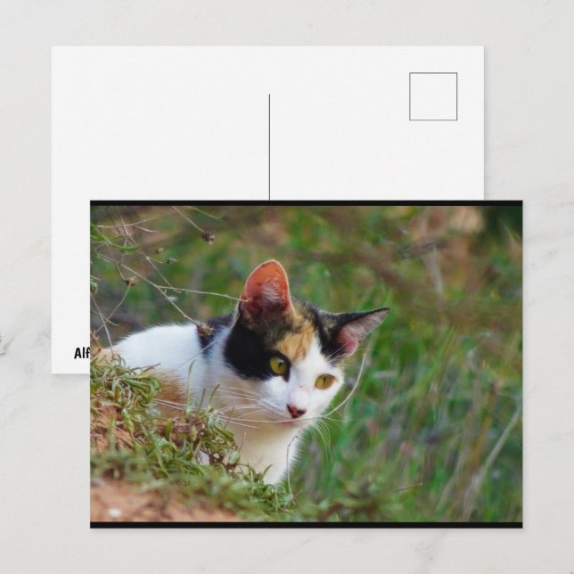 Postal Gato calico al acecho (Anverso / Reverso)