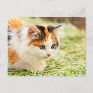 Postal Gato Calico de ojos verdes