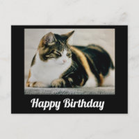 Gato Calico Dormilón Feliz Cumpleaños