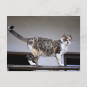 Postal Gato calico en el balcón