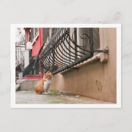 Postal Gato callejero 1