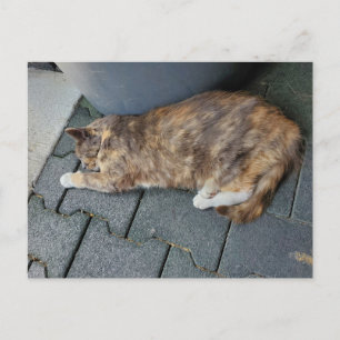 Postal Gato carey durmiendo