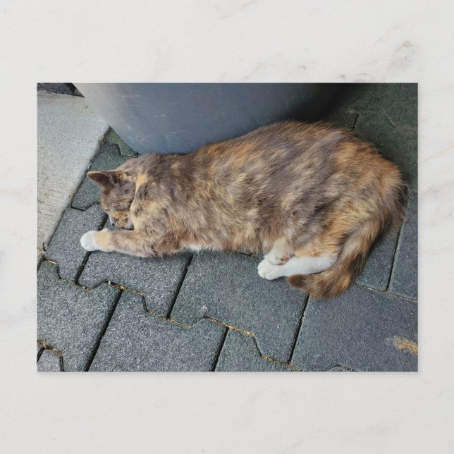 Postal Gato carey durmiendo (Anverso)