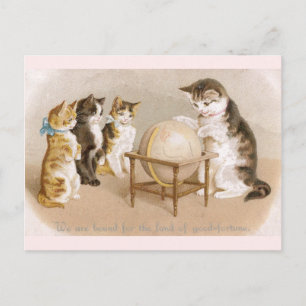 Postal Gato cartógrafo y tres gatitos