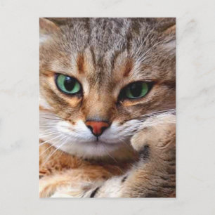 Postal gato con actitud