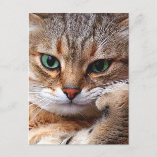 Postal gato con actitud (Anverso)