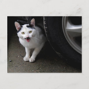 Postal Gato con bigote