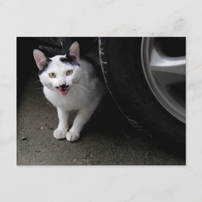 Postal Gato con bigote (Anverso)