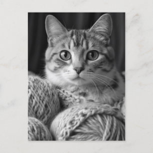Postal Gato con blanco y negro yarn