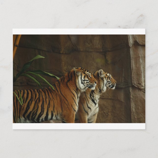 Postal gato con estampado de tigre personalizado Aniversa (Anverso)