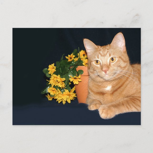 Postal Gato con flores (Anverso)