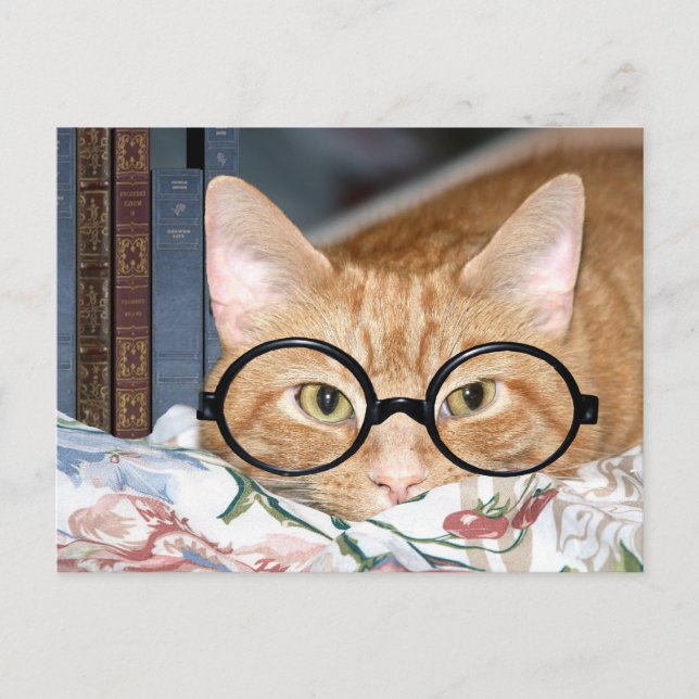 Postal Gato con gafas y libros (Anverso)