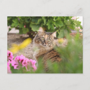 Postal Gato con geranio